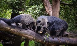 binturong.jpg