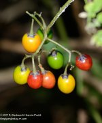 207 Nightshade-130727_01.jpg