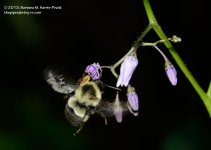 207 Bumblebee-130726-01_01.jpg