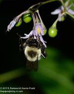 207 Bumblebee-130726-03_01.jpg