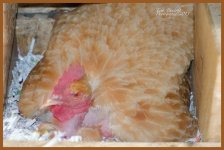 Chicken on Overdrive 1 site.jpg Chicken on Overdrive 1 site.jpg