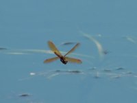 DSCN9046.jpg