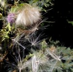 DSCN8962.jpg
