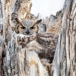 OwlNest-170.jpg