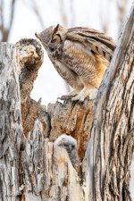 OwlNest-171.jpg
