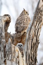 OwlNest-172.jpg
