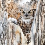 OwlNest-173.jpg