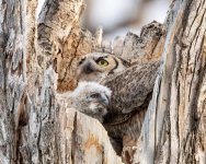 OwlNest-175.jpg
