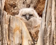 OwlNest-176.jpg