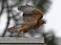 Hawk8.jpg