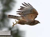 Hawk9.jpg
