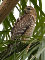Hawk2.jpg