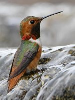 Hummer2.jpg