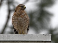 Hawk7.jpg