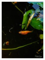 fishsnap1.jpg