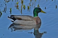 500_0122_LSh_cr_sm.jpg