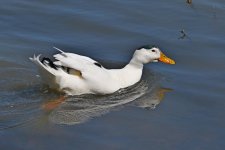 500_0090_LSh_cr_sm.jpg