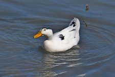 500_0099_LSh_cr_sm.jpg