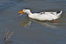500_0107_LSh_cr_sm.jpg