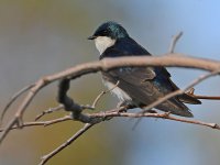 Swallow6.jpg