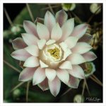 blosom-on-caactus.jpg
