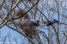 RD5_0096-GHO and GBH.jpg