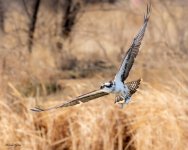 OspreyFish-170.jpg