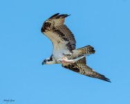 OspreyFish-173.jpg