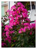 pinkblossoms.jpg