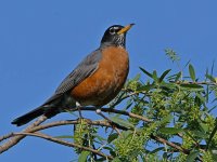 Robin.jpg