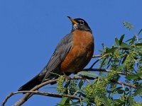 Robin2.jpg