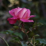 Rose4.jpg