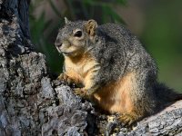 Squirrel2.jpg