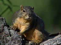 Squirrel4.jpg
