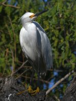Egret6.jpg