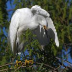 Egret8.jpg