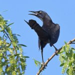 Grackle3.jpg