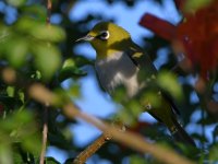 WhiteEye2.jpg