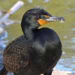 Cormorant3.jpg