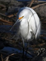 Egret3.jpg