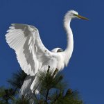 Egret9.jpg