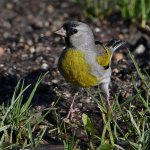 LawrencesGoldfinch2.jpg