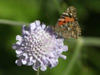 PaintedLady.jpg