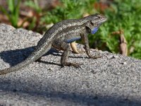 Lizard2.jpg