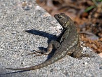 Lizard4.jpg