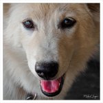 doggy-again-1.jpg