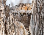 OwlNest-179.jpg