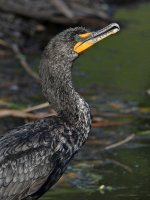 Cormorant.jpg