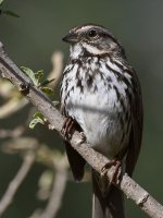Sparrow3.jpg