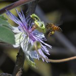 Passiflora2.jpg